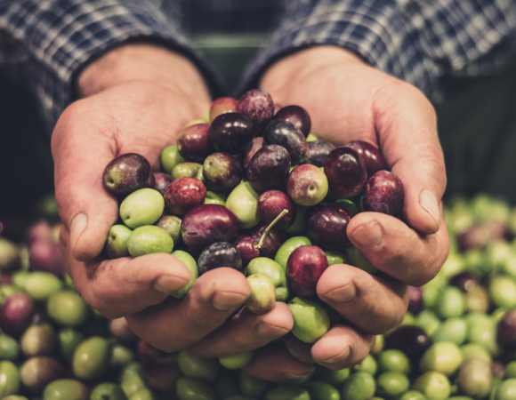 La Temprana de Montán