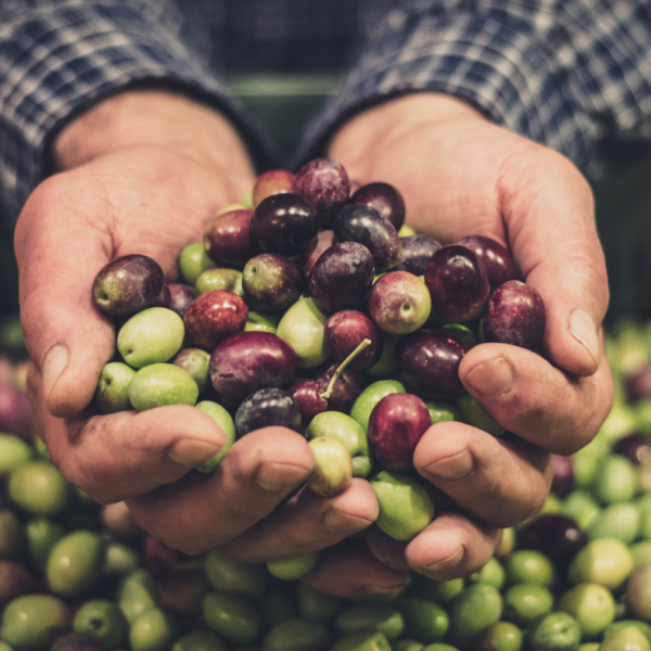 La Temprana de Montán